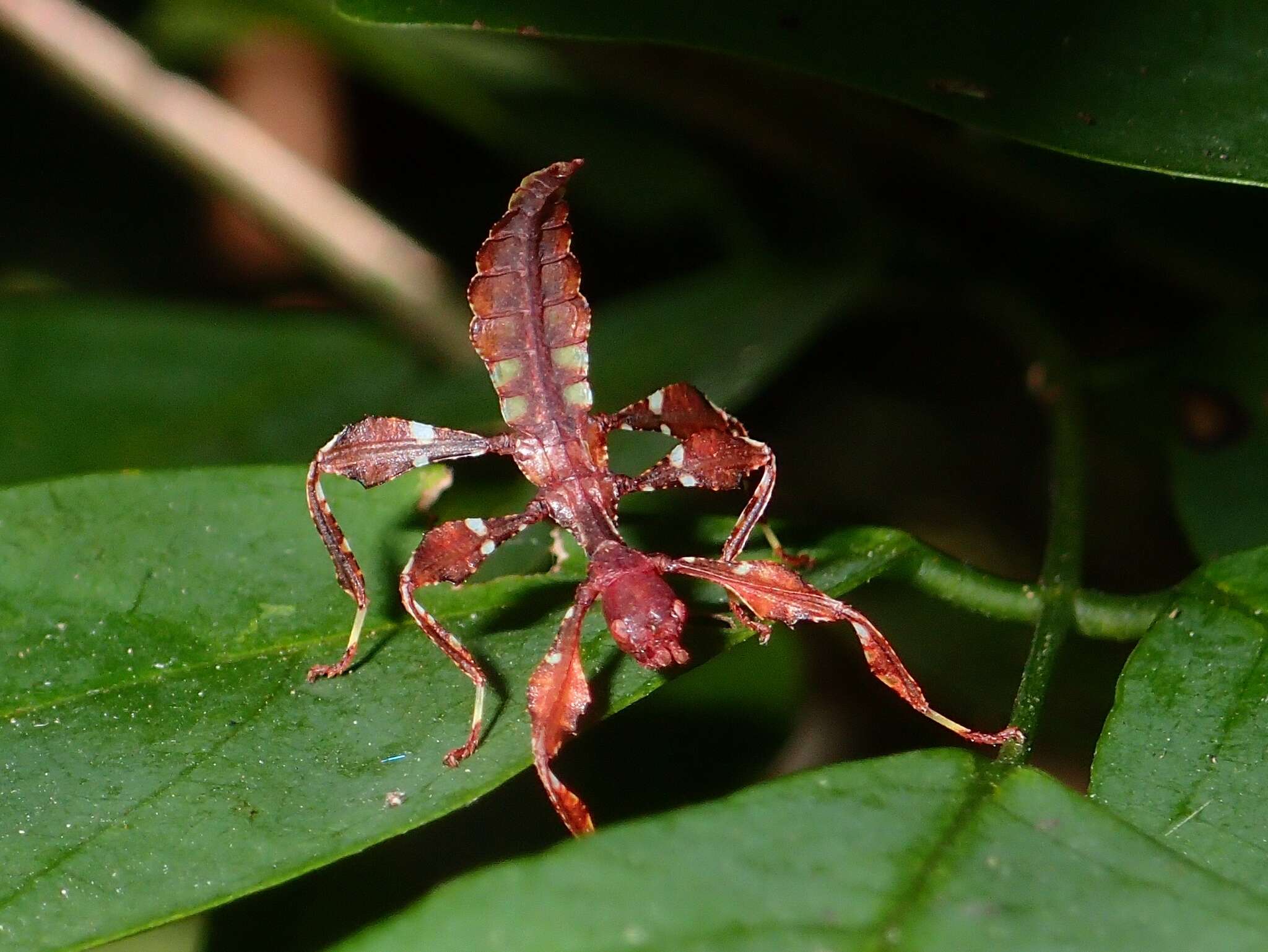 Cryptophyllium westwoodii的圖片