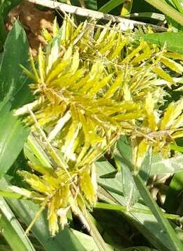 Image of fragrant flatsedge