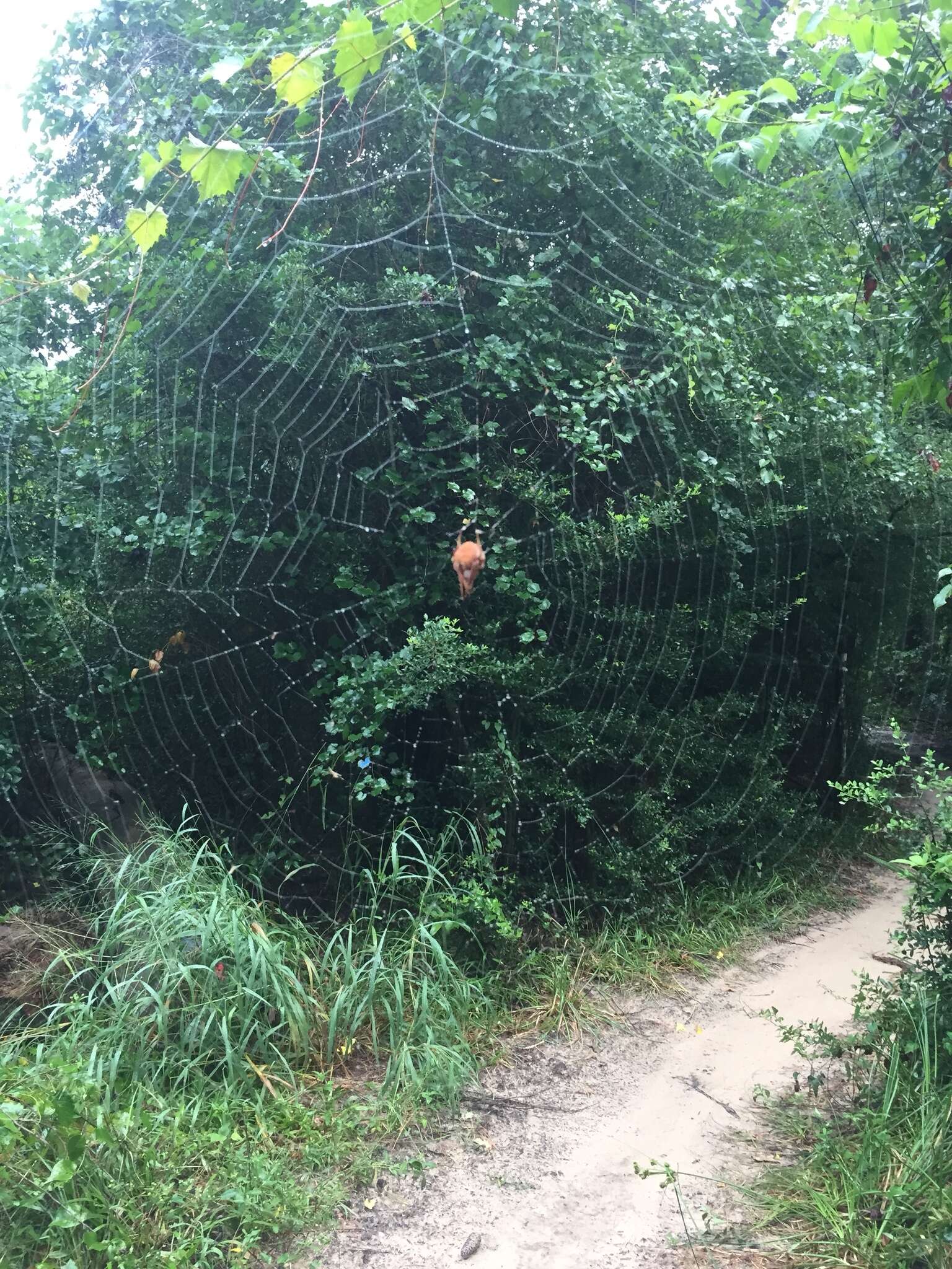 Image of Tropical Orb Weaver