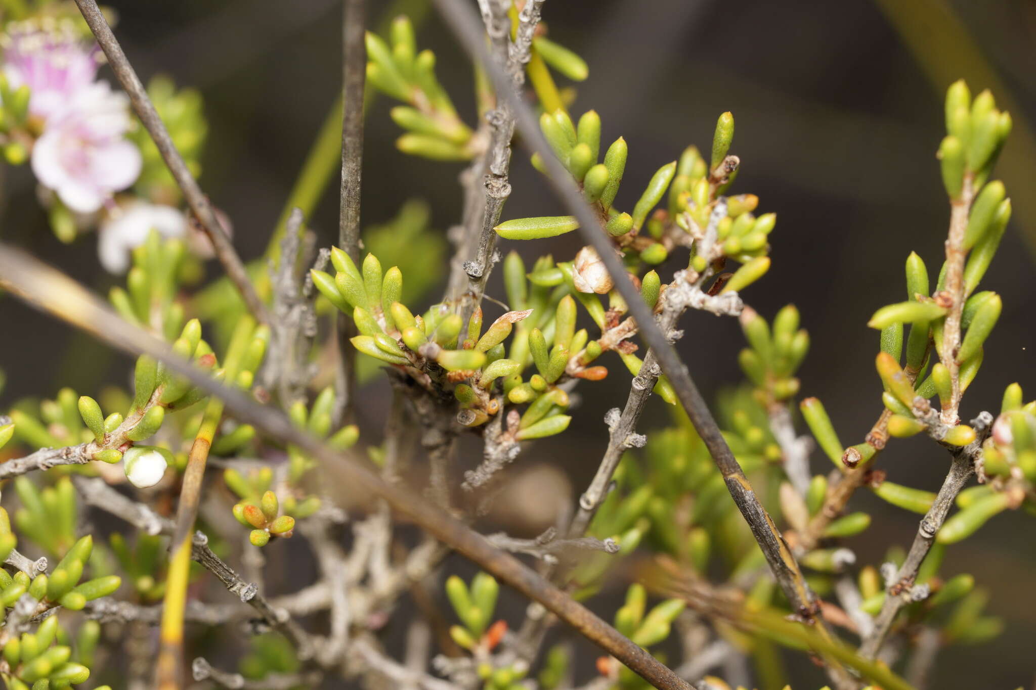 Hypocalymma strictum Schau. resmi