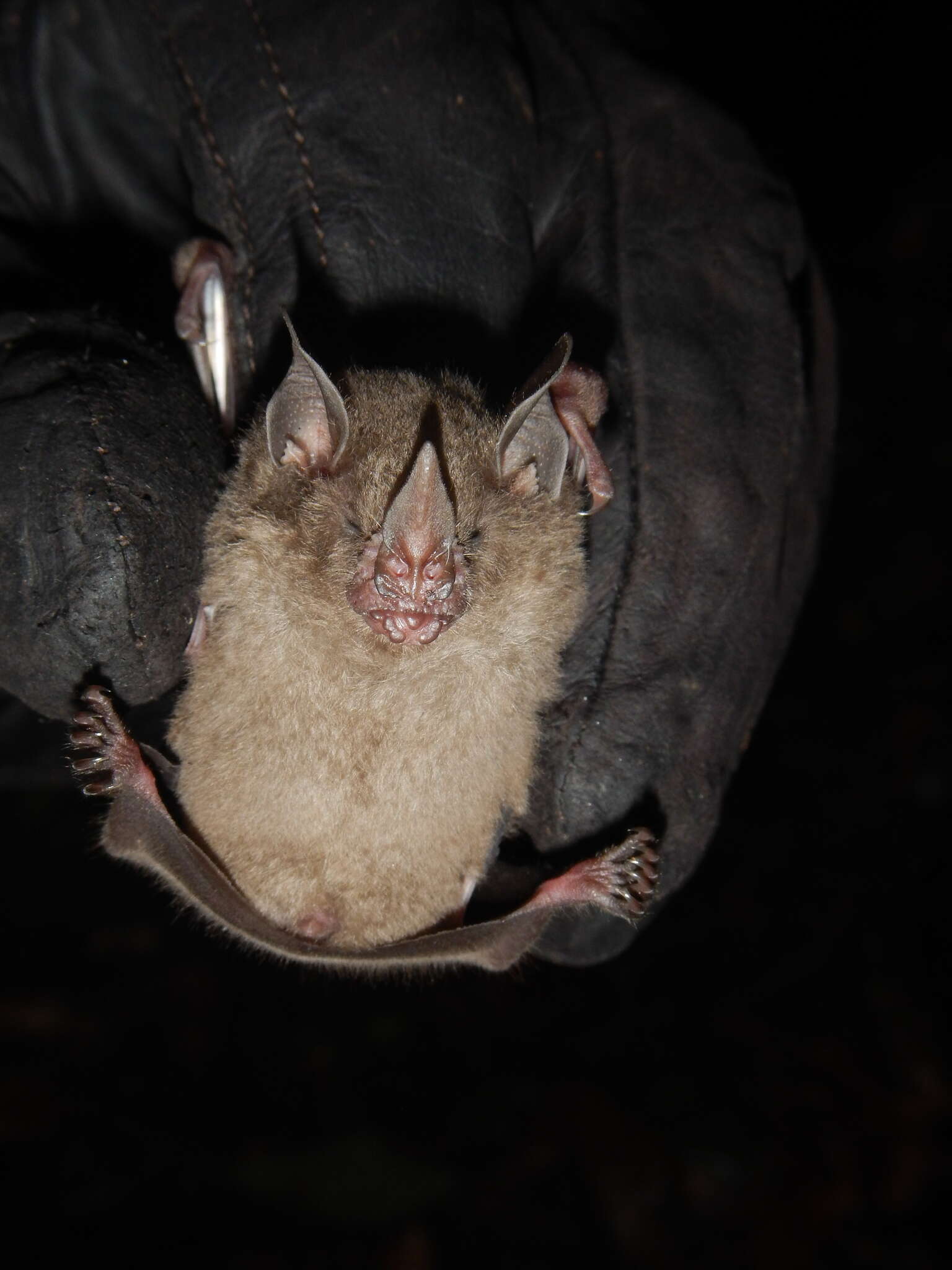 Image of dwarf little fruit bat