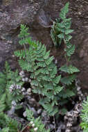Image of Gray's cloak fern