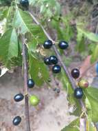 Image of buckthorn bully