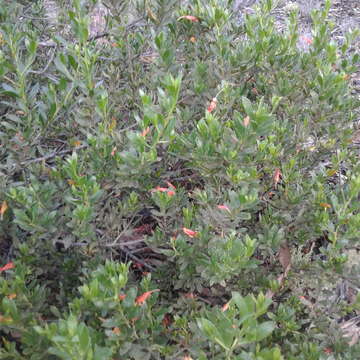 Image of Eremophila glabra (R. Br.) Ostenf.