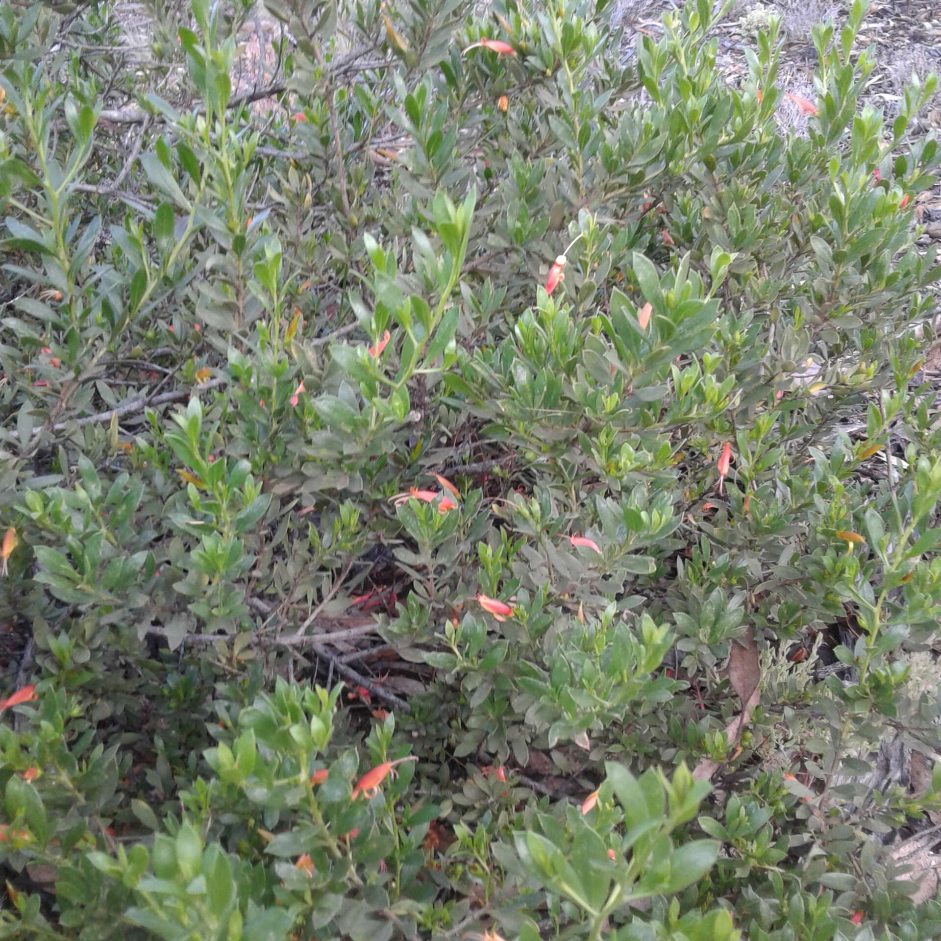 صورة Eremophila glabra (R. Br.) Ostenf.