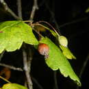 Plancia ëd Malus florentina (Zuccagni) C. K. Schneider