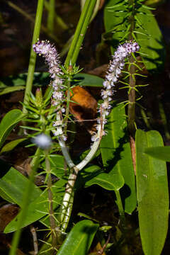 Image of Aponogeton satarensis Sundararagh., A. R. Kulk. & S. R. Yadav