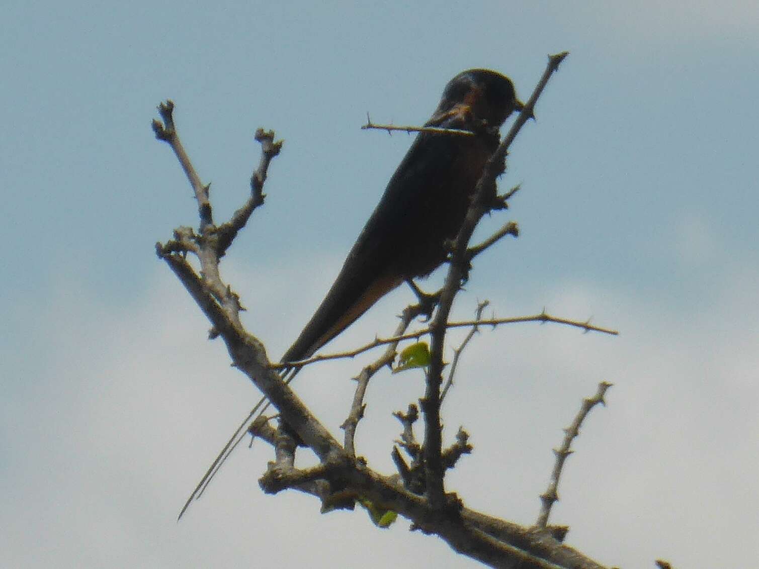 Image of Red-breasted Swallow