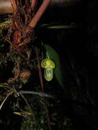 Image of Pleurothallis octavioi Luer & R. Escobar