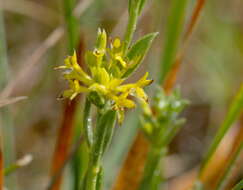 Image of Pimelea curviflora R. Br.