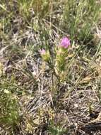 Image of thinleaved owl's-clover