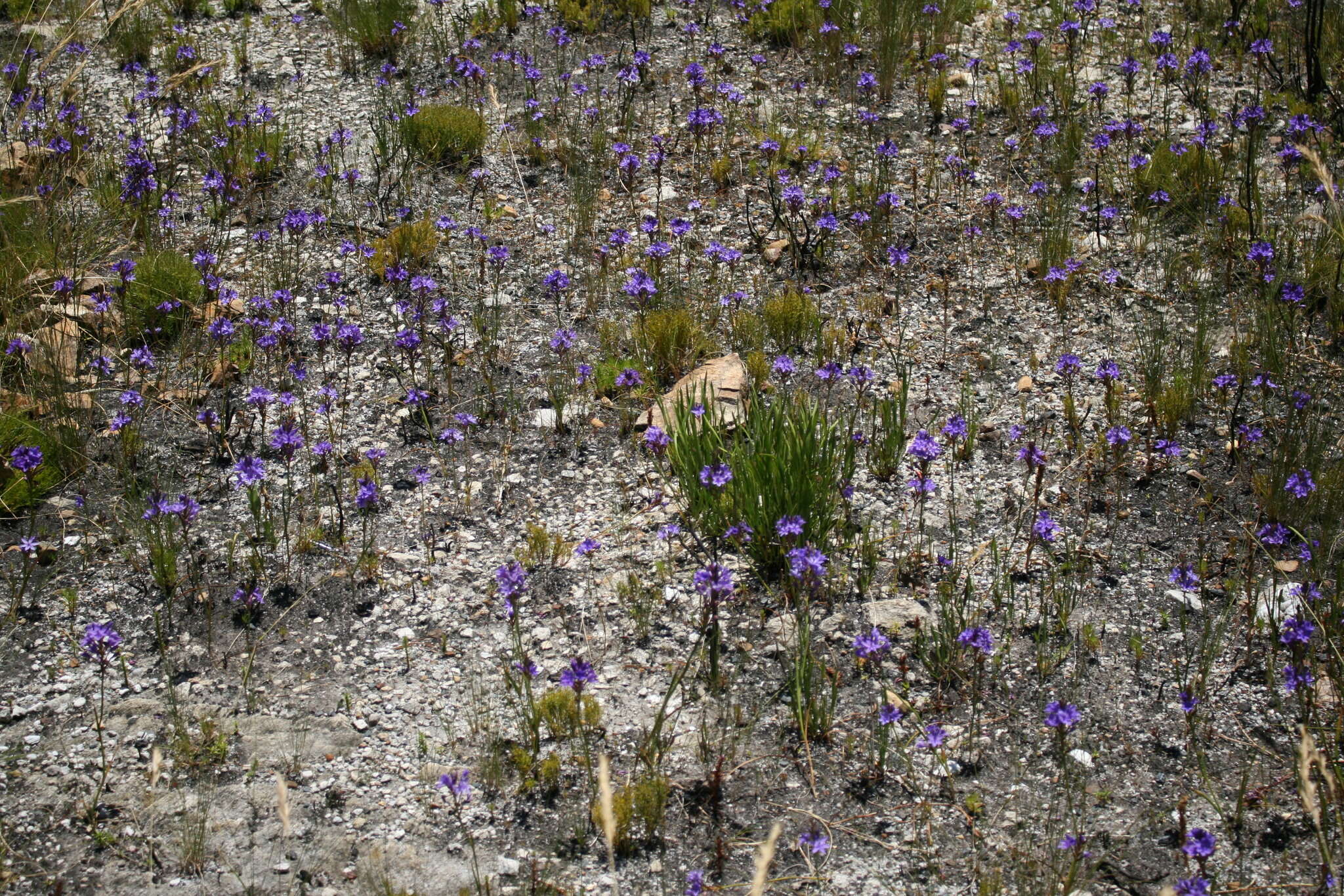 Image of Thereianthus spicatus (L.) G. J. Lewis