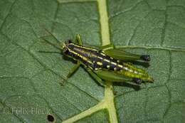 Plancia ëd Eusitalces vittatus Bruner & L. 1911