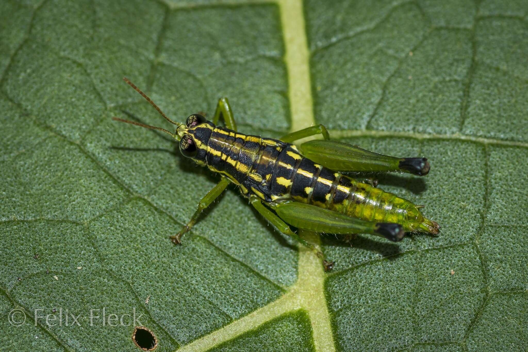 Image of Eusitalces vittatus Bruner & L. 1911