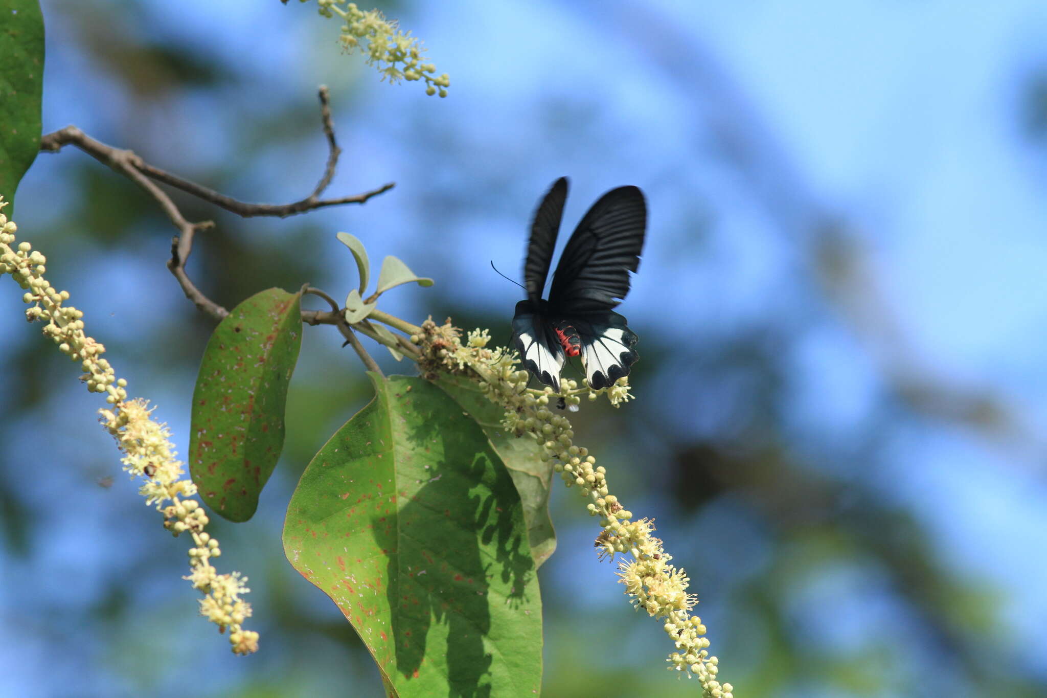 Image of Atrophaneura zaleucus (Hewitson 1865)