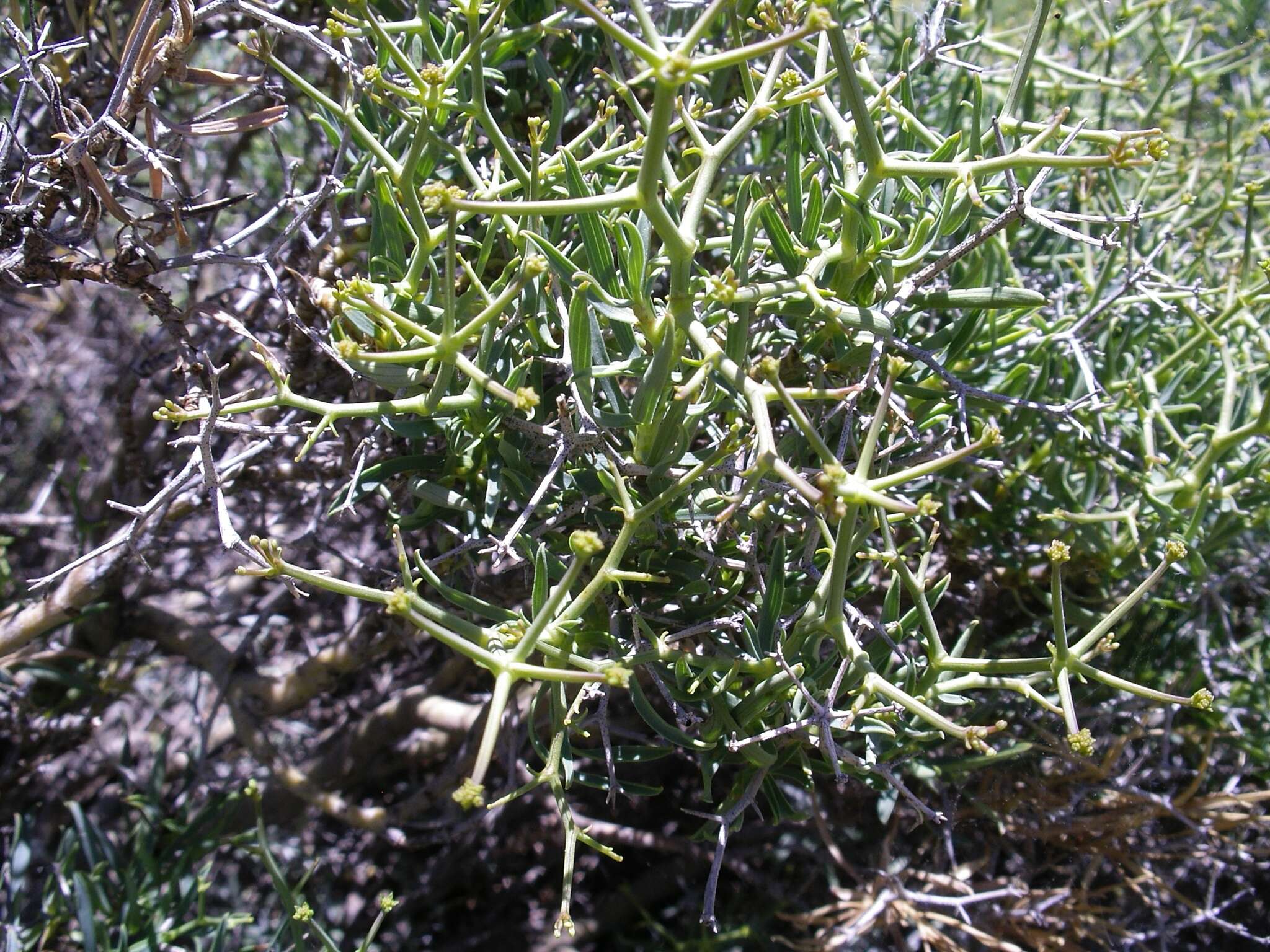 Image of Bupleurum fruticescens subsp. spinosum (Gouan) O. Bolos & Vigo