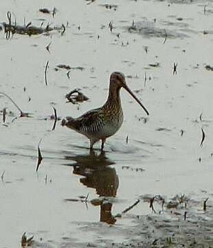 Gallinago nigripennis nigripennis Bonaparte 1839 resmi