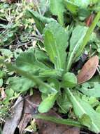 Image of Oak-Leaf Fleabane