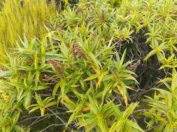 Image of Veronica stricta var. egmontiana (L. B. Moore) Garn.-Jones