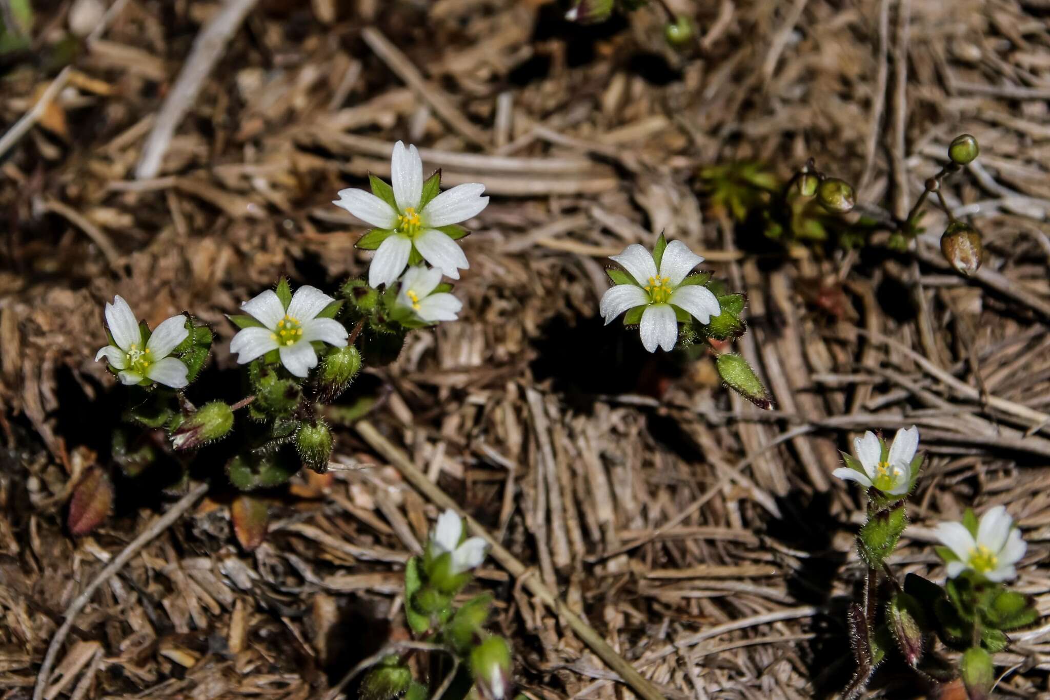 Image of Cerastium ramosissimum Boiss.