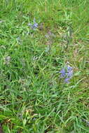 Image de Camassia quamash subsp. maxima Gould