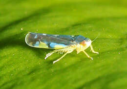 Sivun Eupteryx (Eupteryx) melanocephala Melichar 1902 kuva