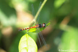 Image de Amphithemis curvistyla Selys 1891