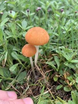 Image of Marasmius vagus