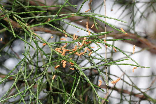 Plancia ëd Callitris columellaris F. Muell.