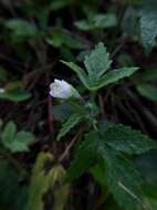 Image of Hibiscus lobatus (Murray) Kuntze