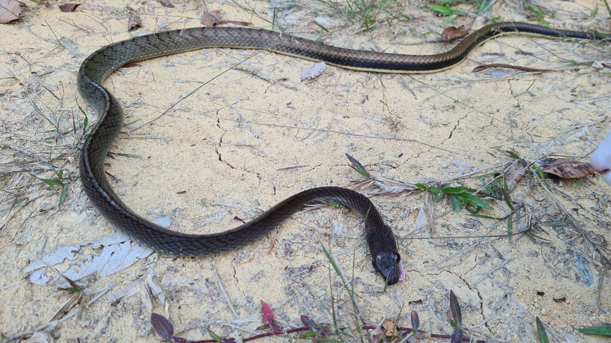 Image of White-bellied Rat Snake