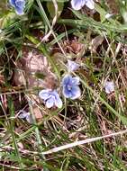 Image of Veronica vindobonensis (M. Fisch.) M. Fisch.