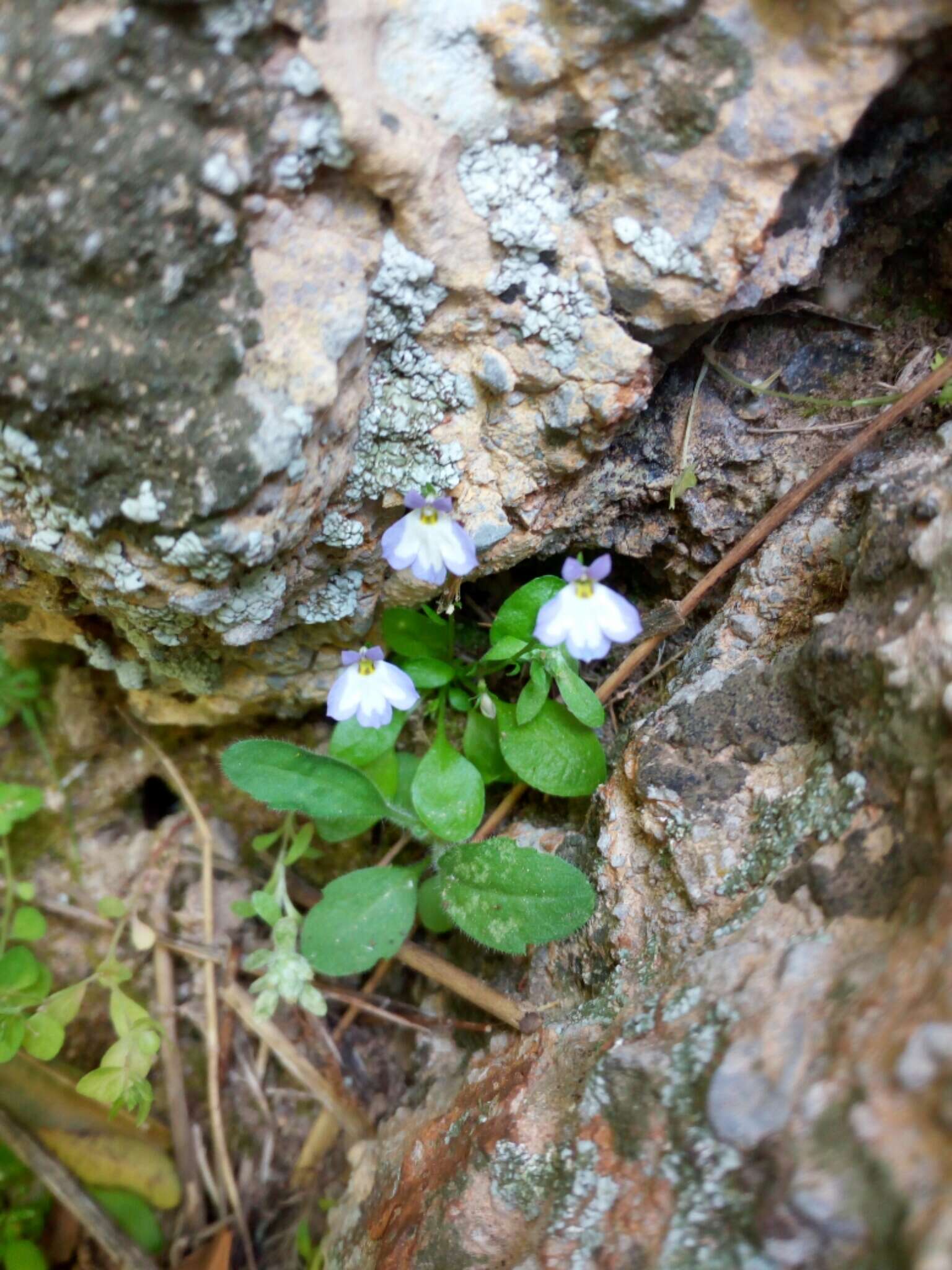 Imagem de Solenopsis minuta (L.) C. Presl