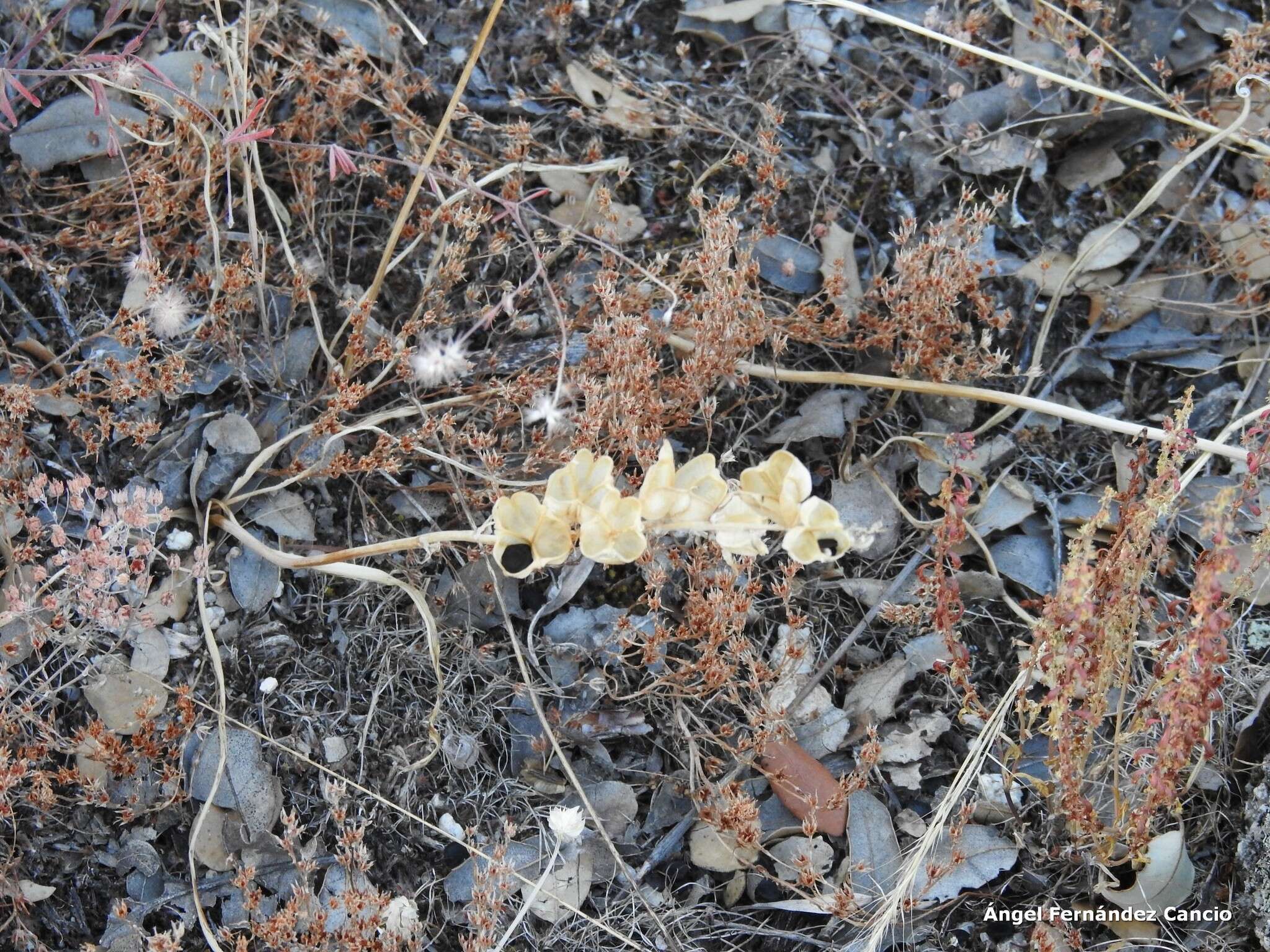 Imagem de Dipcadi serotinum var. serotinum