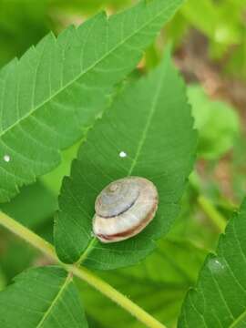 Image of <i>Cathaica fasciola</i>