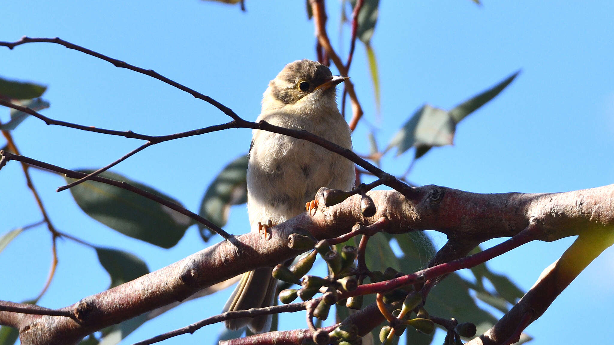 Image of Brown-headed Honeyeater