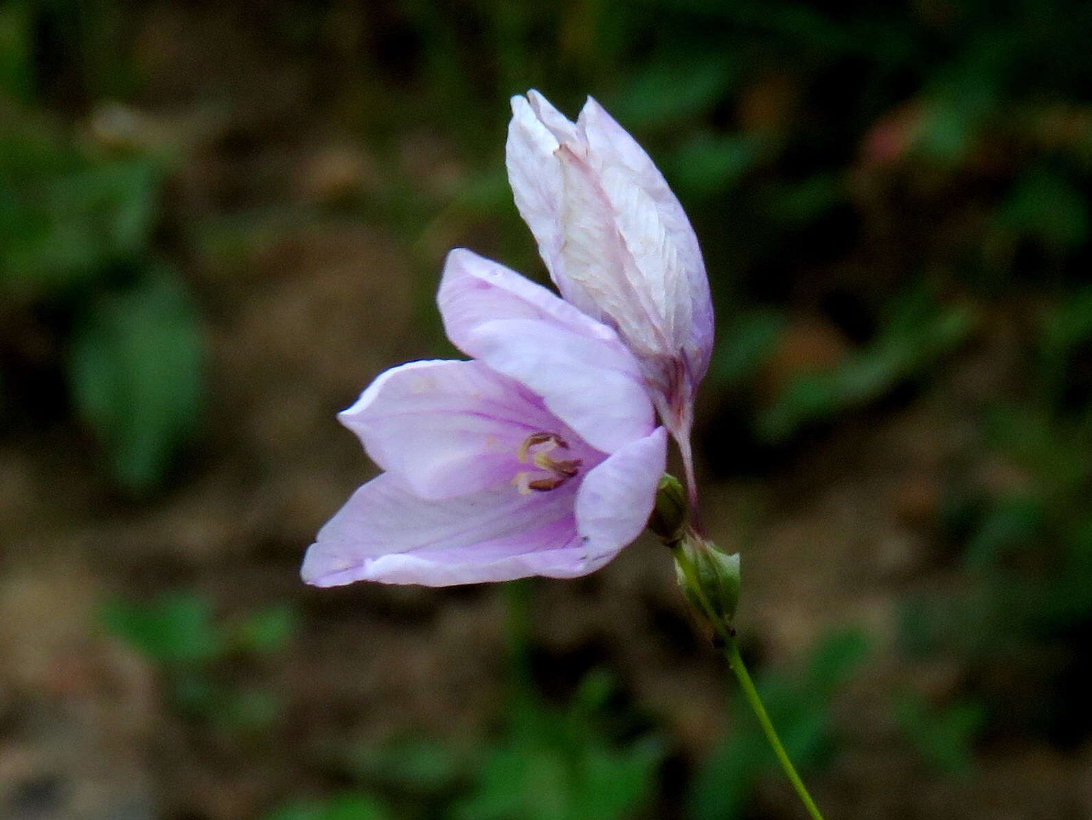 Plancia ëd Ixia micrandra Baker