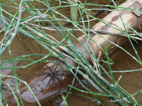 Image of Equisetum ramosissimum subsp. debile (Roxb. ex Vaucher) Hauke