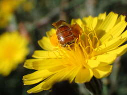 Image of Andrena isis Schmiedeknecht 1900