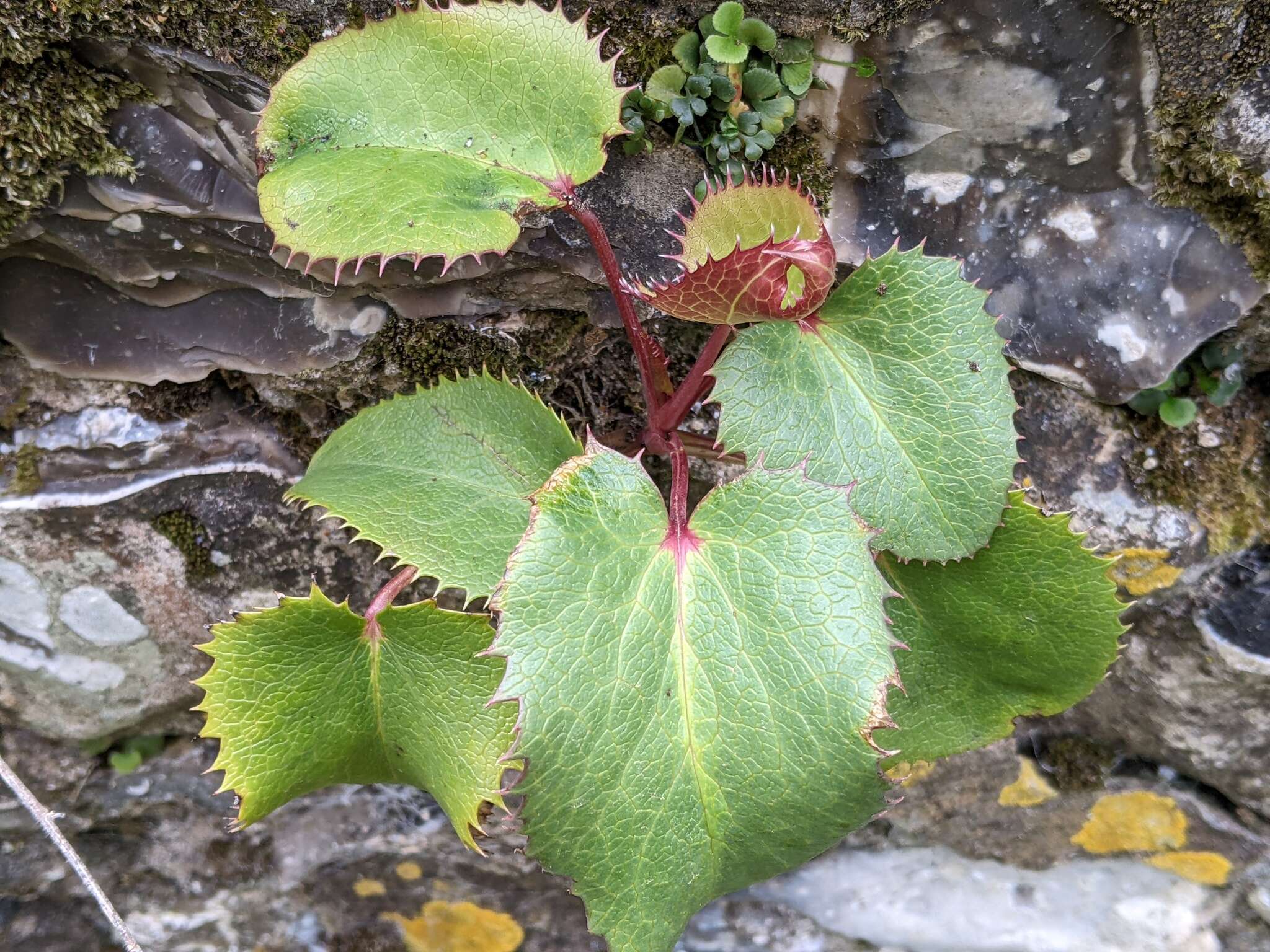 Image of livid hellebore