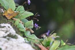 Image of Boea hygroscopica F. Muell.