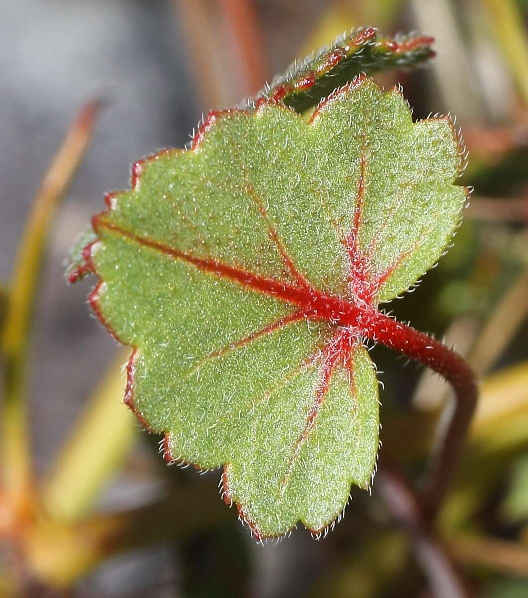 Image of Pelargonium setulosum Turcz.