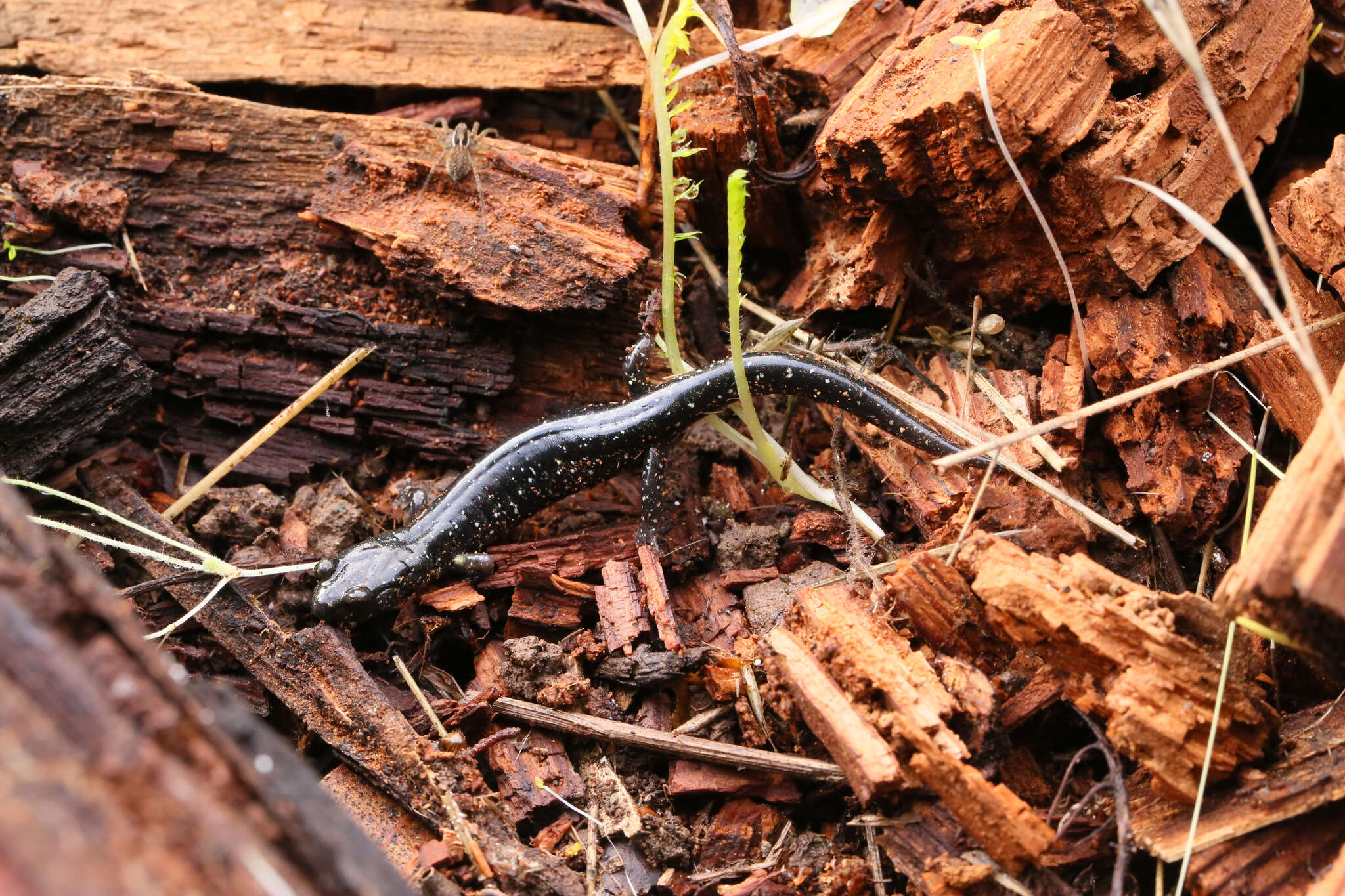 Image of Black Salamander