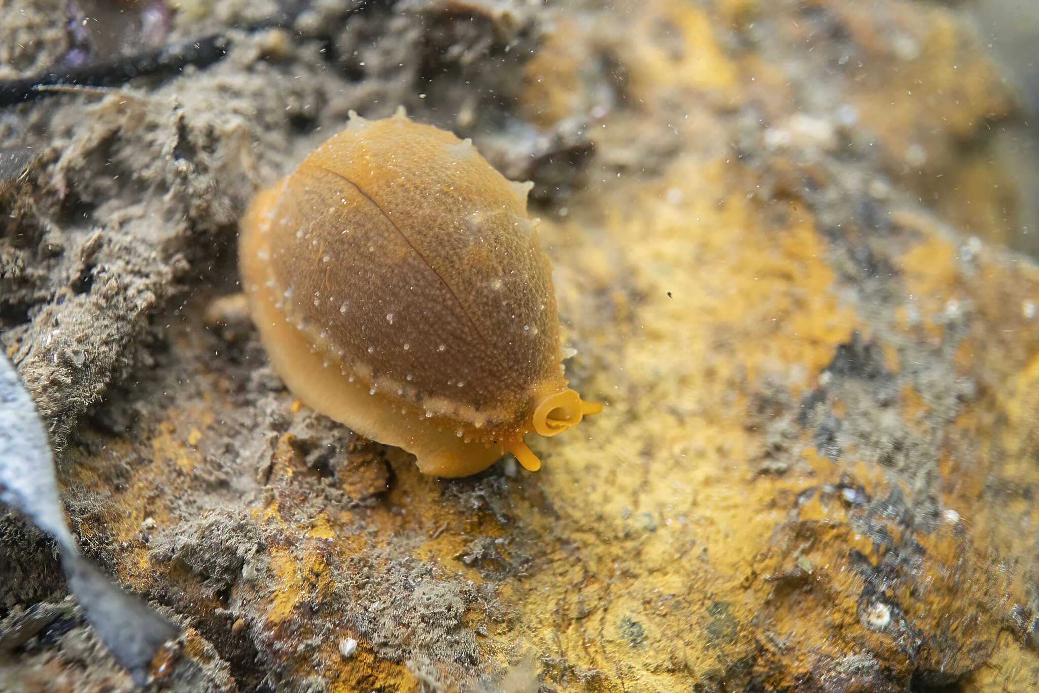 Image of Notocypraea angustata (Gmelin 1791)