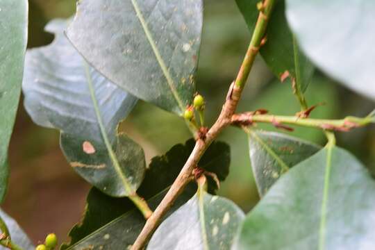 Image of Erythroxylum macrophyllum Cav. var. macrophyllum