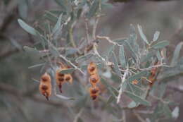 Acacia victoriae Benth. resmi