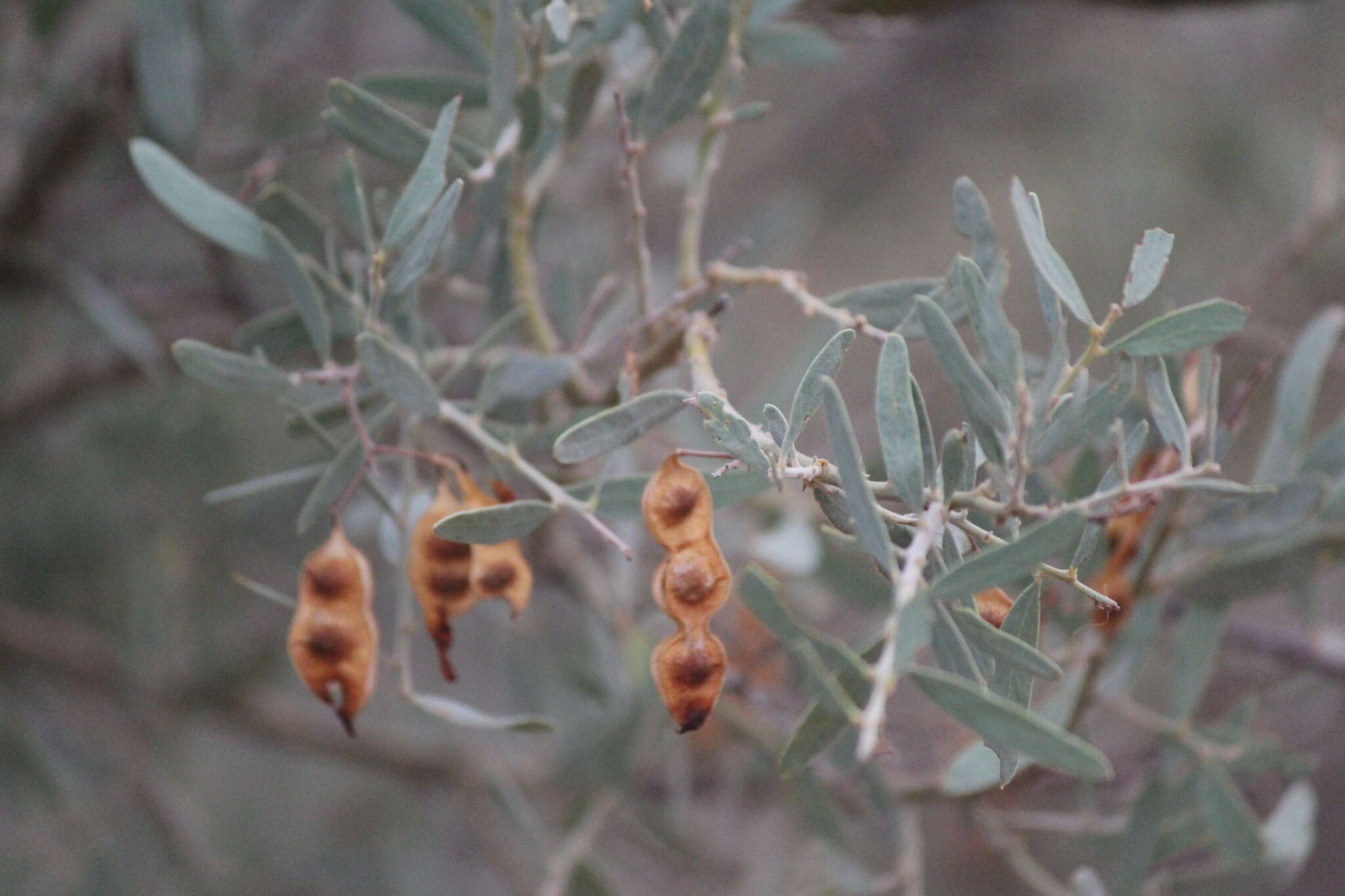 Acacia victoriae Benth. resmi