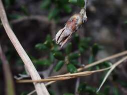 Image of Cryptandra propinqua A. Cunn. ex Fenzl