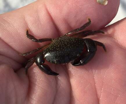 Image of Gulf stone crab