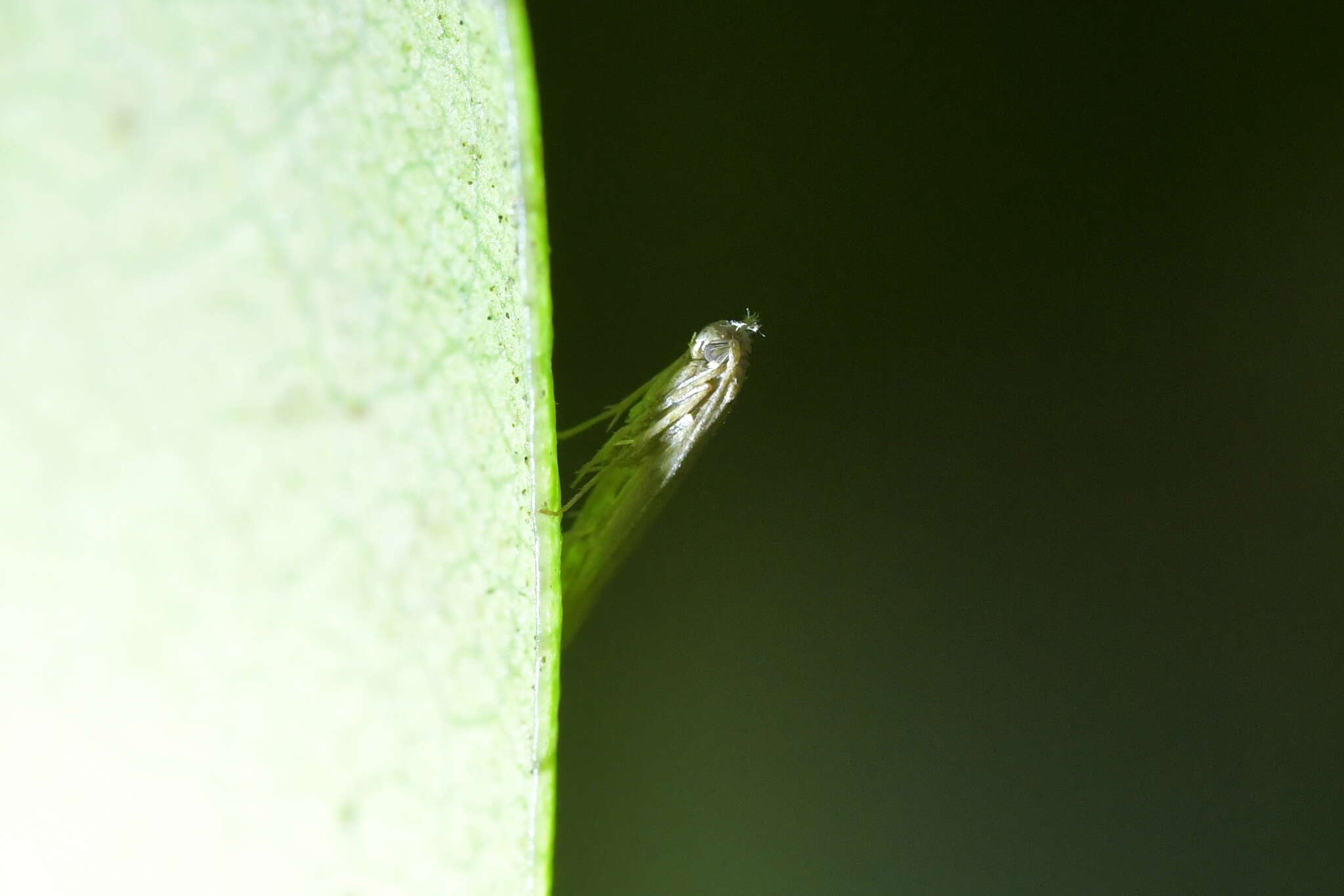 Image of convolvulus leafminer